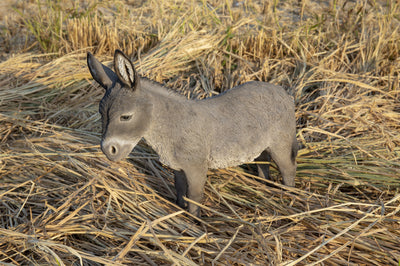 Donkey Standing Statue HI-LINE GIFT LTD.