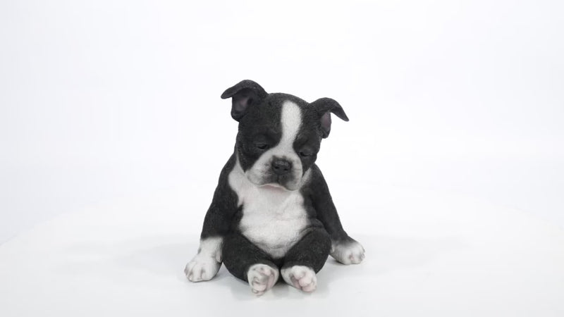 Boston Terrier Sitting Sleepy Statue