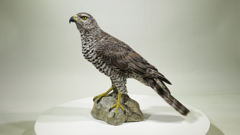 Northern Goshawk Standing On Rock Statue