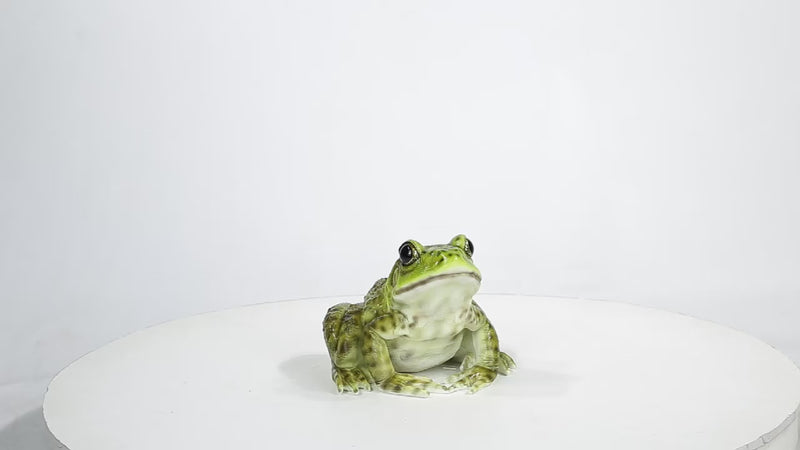 American Bullfrog